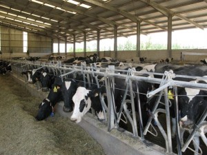 explotacion vacuno leche - ganadería - vacas